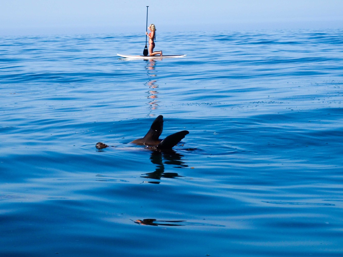 A seal comes to the surface of the ocean as a paddle boarder is in the background